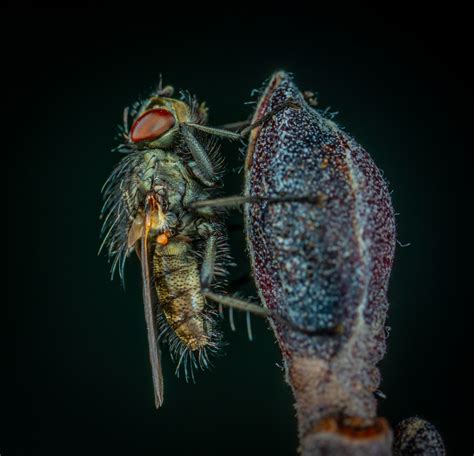 Kostenlose Foto Makro Fliege Wirbellos Makrofotografie Nahansicht