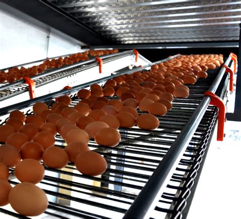 H Type Automatic Layer Chicken Cageslayer Chicken Equipments