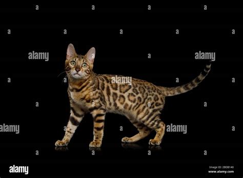 Playful Bengal Cat Walking On Isolated Black Background Side View