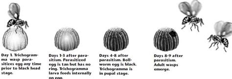 Trichogramma Life Cycle