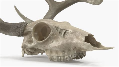 Deer Skull With Antlers 3d Model 49 3ds Blend C4d Fbx Max Ma