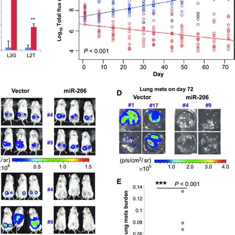 MiR 206 Suppresses Breast Cancer Initiation And Metastasis In Vivo A