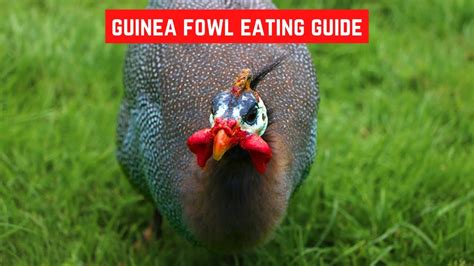 Feeding Guinea Fowls What To Feed Them YouTube