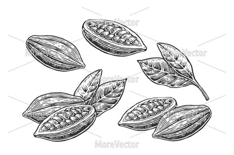 Cocoa Bean Vector at Vectorified.com | Collection of Cocoa Bean Vector ...