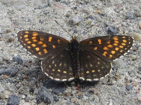 Sommerfuglbloggen Nordic Butterflies Mørk Rutevinge