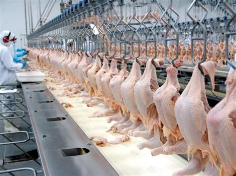 Carne De Frango No Brasil Dois Anos De Crescimento Prev O Usda