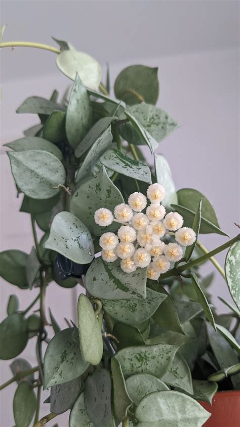 Hoya Krohniana Silver Is Finally Flowering And It Smells Beautiful Hoyas