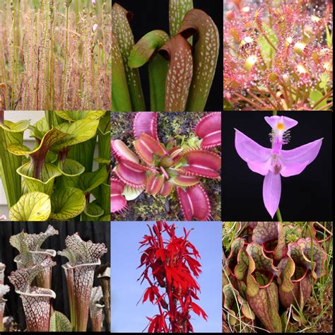 Carnivorous Plant Mix Seeds — Carnivorous Plant Nursery