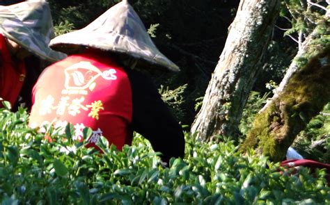 華崗茶區採茶樂與茶園風光 台灣茶烏龍茶紅茶茶葉批發 樂菁茶業