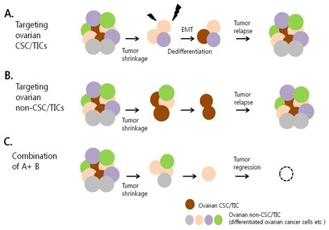 Ijms Free Full Text Regulation Of Ovarian Cancer Stem Cells Or