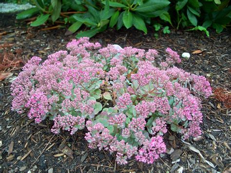 Hylotelephium Cauticola Cliff Stonecrop Sedum Cauticola Care And