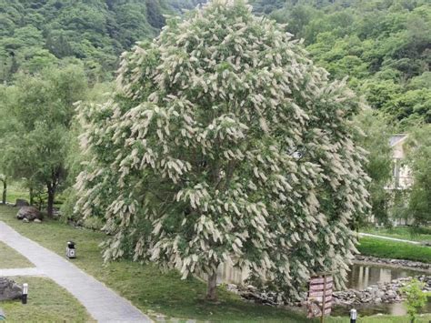 七叶树：四川唐家河国家级自然保护区 中国自然保护区生物标本资源共享平台