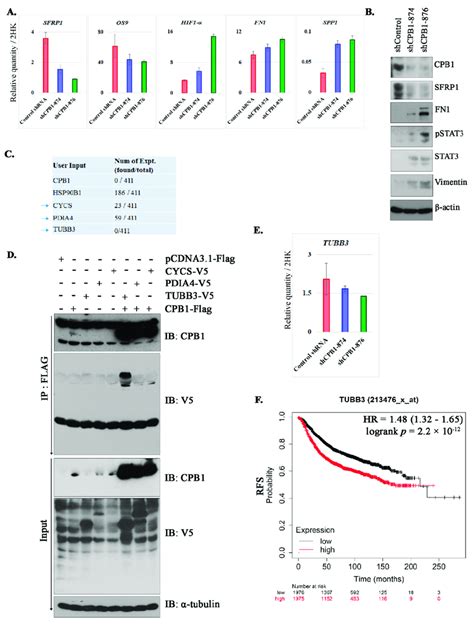 Signaling Altered By Cpb1 Knockdown In Cell Line And Its