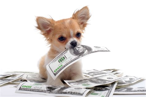 Taking Care Of Dogs Will Help You Make Money Invoiceberry Blog