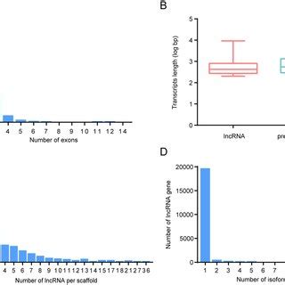 Structural Gene Features Of P Xylostella Lncrnas A Distribution Of