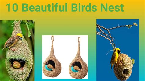 चडय क घसल 10 Most Amazing Birds Nest Chidiya Apna ghonsala