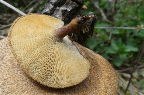 Weitlöcheriger Stielporling Lentinus arcularius Pilzbestimmung u