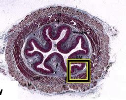 Basig Intro To Histology Flashcards Quizlet