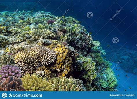 Peixes Tropicais E Corais Duros No Mar Vermelho Foto De Stock Imagem