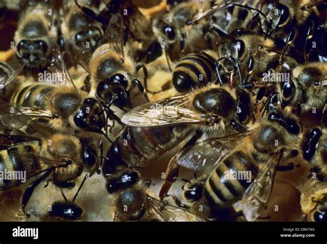 Honigbiene Bienenkorb Biene Apis Mellifera Mellifera Königin mit