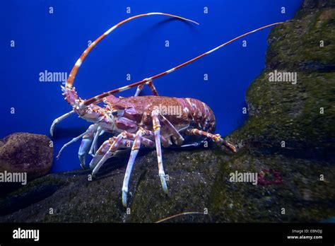 Spiny Lobster Migration