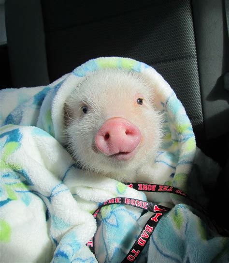 Baby Pig In A Blanket