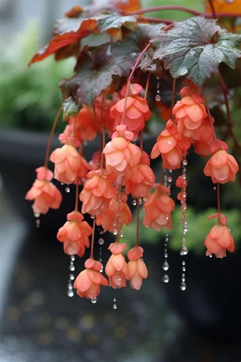 Begonia Artofit