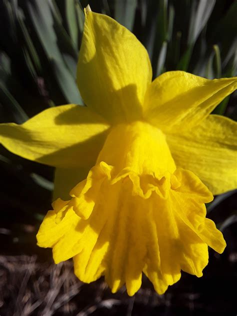 Yellow Flower Daffodil Garden - Free photo on Pixabay - Pixabay