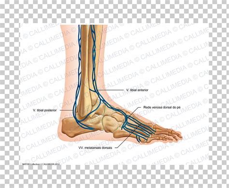 Foot Vein Anatomy Anatomical Charts Posters