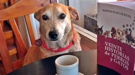 Corchito Il Cane Che Fa Compagnia Alle Persone Sole Al Bar La Stampa