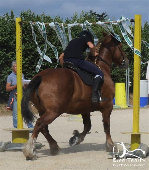 2022 18 Concours Departemental Du Cheval Breton ESPRITRAIT