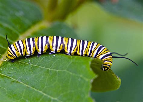 Biodiversity Works » Monarch Butterfly Habitat Exchange