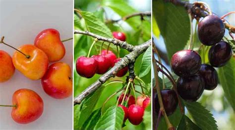 Types of Cherry Trees: Leaves, Flowers, Fruit (Pictures)