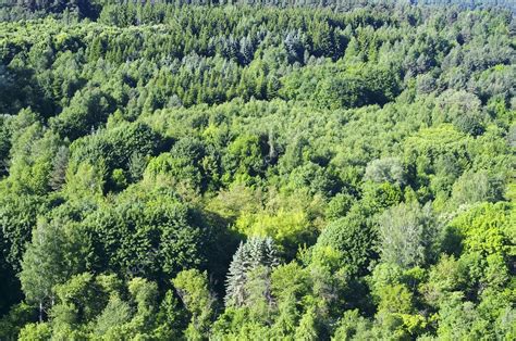 Mixed Forest With Deciduous And Coniferous Trees On The Hillside