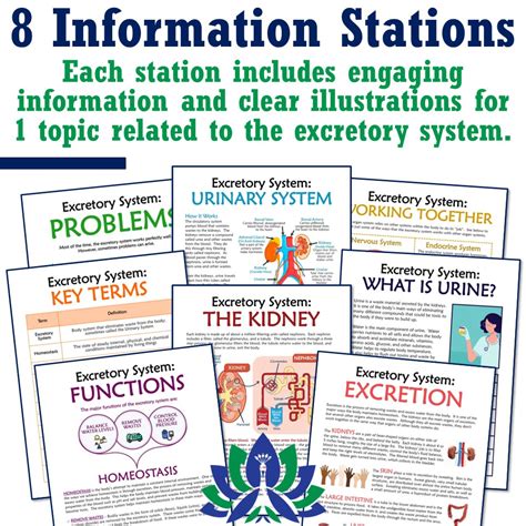 Excretory System Stations Activity Flying Colors Science