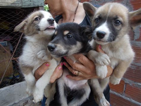 Adoptándonos Hermosos Cachorritos Mestizos De Siberiano Están En Adopción