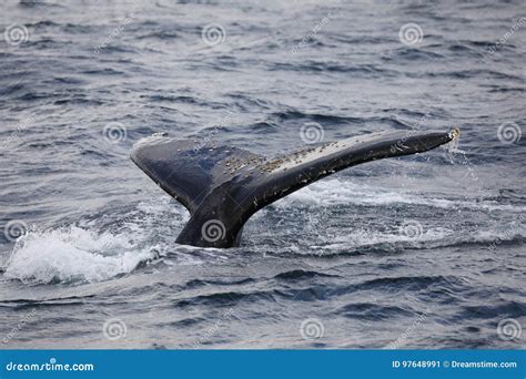 Cola De La Ballena Jorobada Imagen De Archivo Imagen De Oc Ano Agua