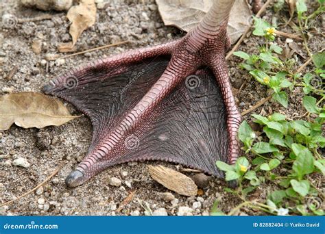 Pink Flamingo Foot Stock Photo Image Of Bird Flamingo 82882404