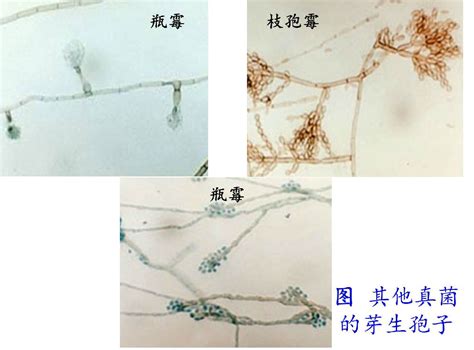 科学网—环境微生物之真菌 王从彦的博文