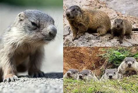 Groundhog Baby - Animal Facts Encyclopedia