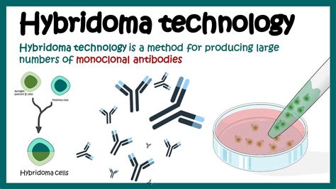 Hybridoma technology | Monoclonal antibody production using hybridoma ...