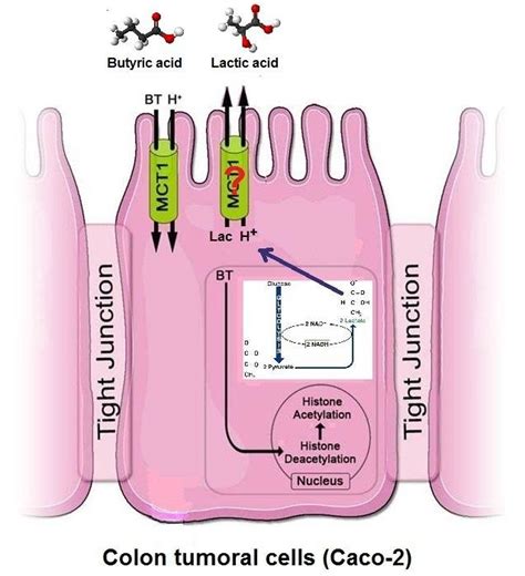 Proposed Model Of Expression And Function Of Bt Tra Nsporters In The A