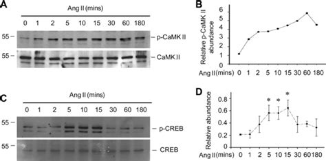 Ang II Activates CaMK II CREB Signaling In Podocytes A Western Blot