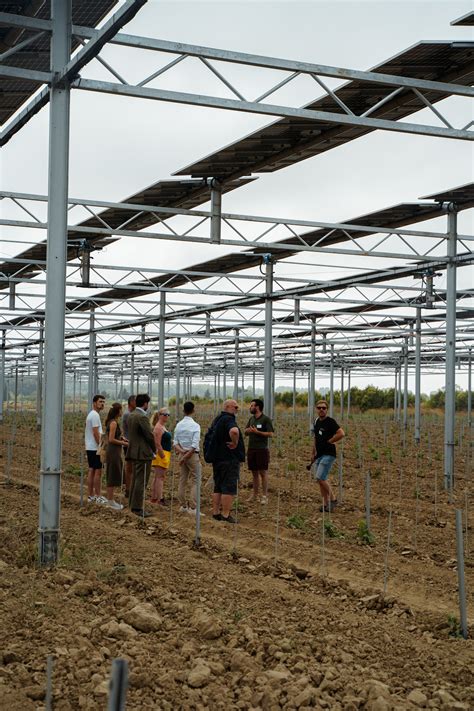 Le photovoltaïque pari vigneron face aux aléas climatiques