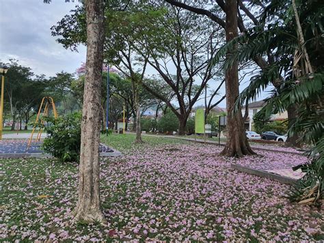 indahnya  bongor berbunga