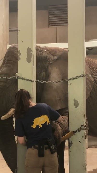 Cleaning The Elephants Youtube