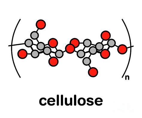 Cellulose Molecule Structure