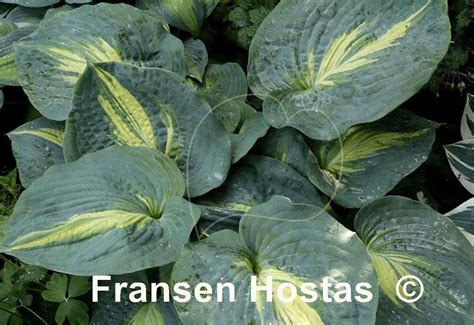 Hosta Dream Queen Fransen Hostas