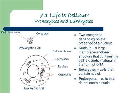 7 1 Life Is Cellular 7 1 By Devin Haines 7 1 Life Is Cellular