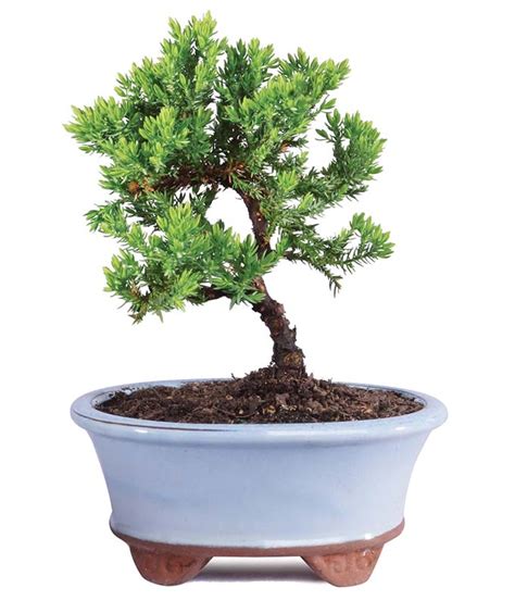 Japanese Juniper Bonsai Tree - SendPlants